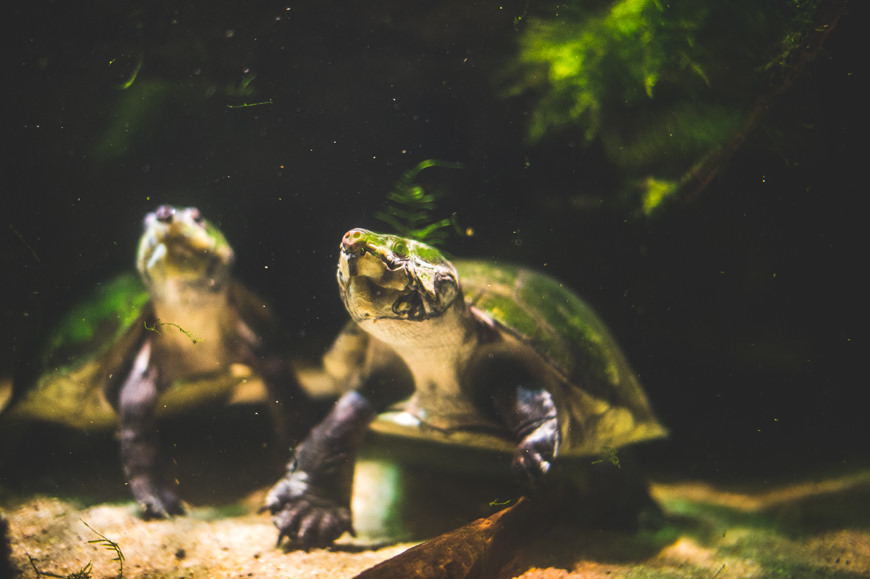031 Baltimore National Aquarium turtles